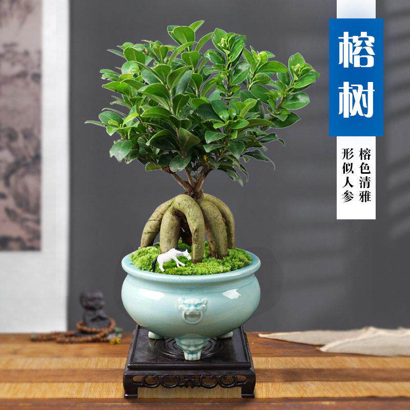 人参榕盆栽小榕树盆景四季常青盆栽办公室内阳台庭院好养植物树桩