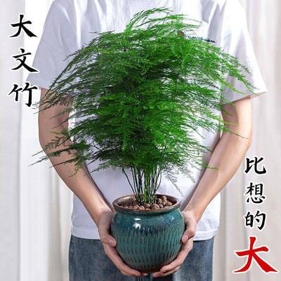 文竹盆栽植物室内办公室水培客厅懒人小绿植花卉大全盆景四季常青