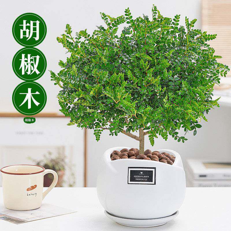 正宗清香木胡椒木盆栽植物好养室内室外花卉绿植九里香树盆景
