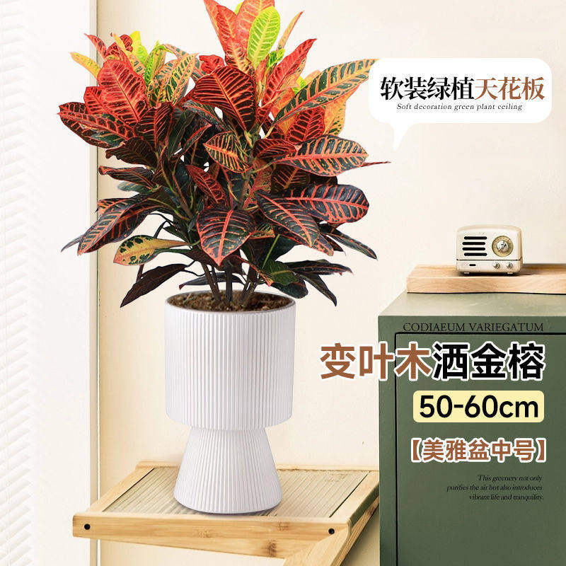 特大号七彩变叶木盆栽招财美观室内外客厅好养护易活叶大茂盛绿植