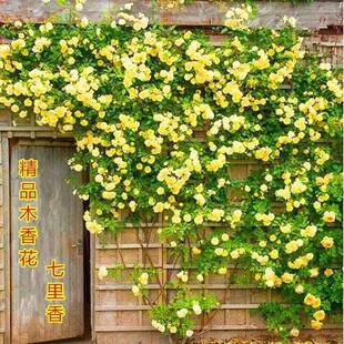 重瓣黄木香爬藤老桩大苗四季开花阳台花卉庭院植物好养红白木香花