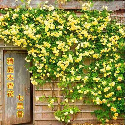 重瓣黄木香爬藤老桩大苗四季开花阳台花卉庭院植物好养红白木香花