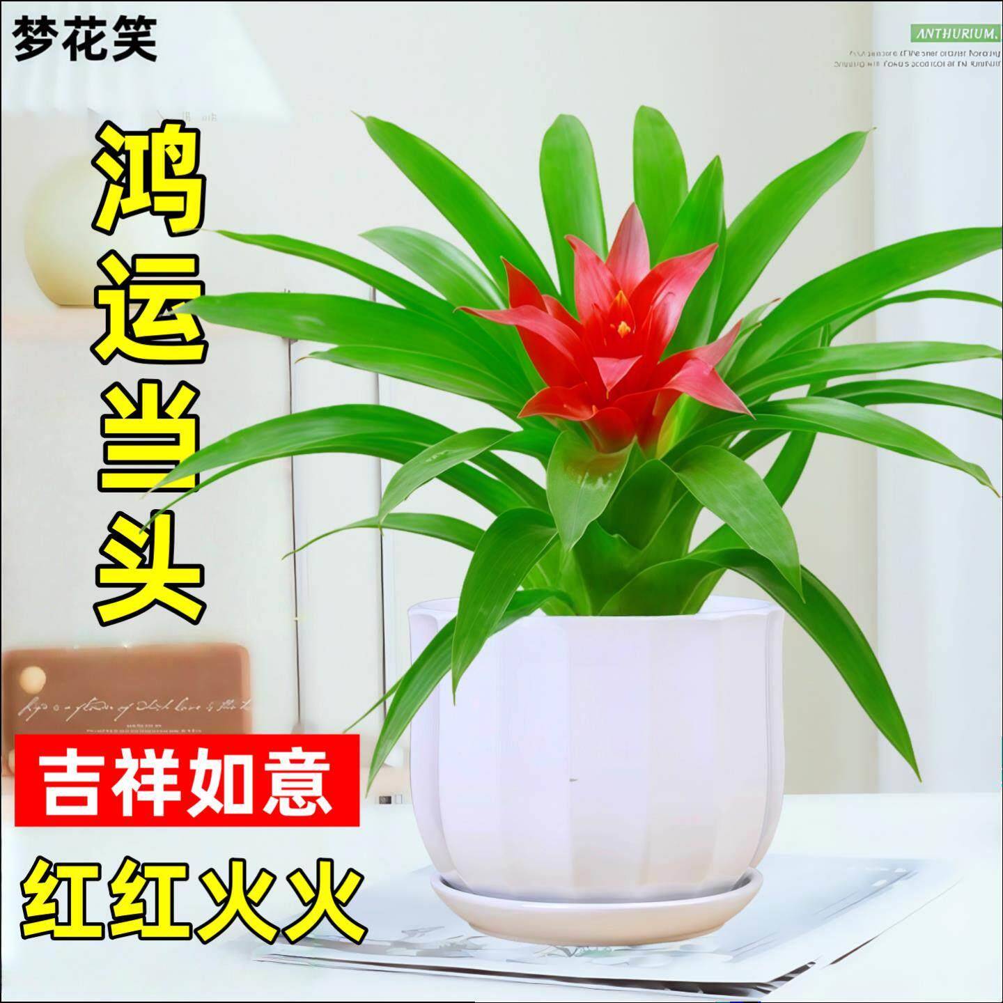 鸿运当头盆栽小红星办公室开红花卉绿植物大型好养凤梨带花苞客厅