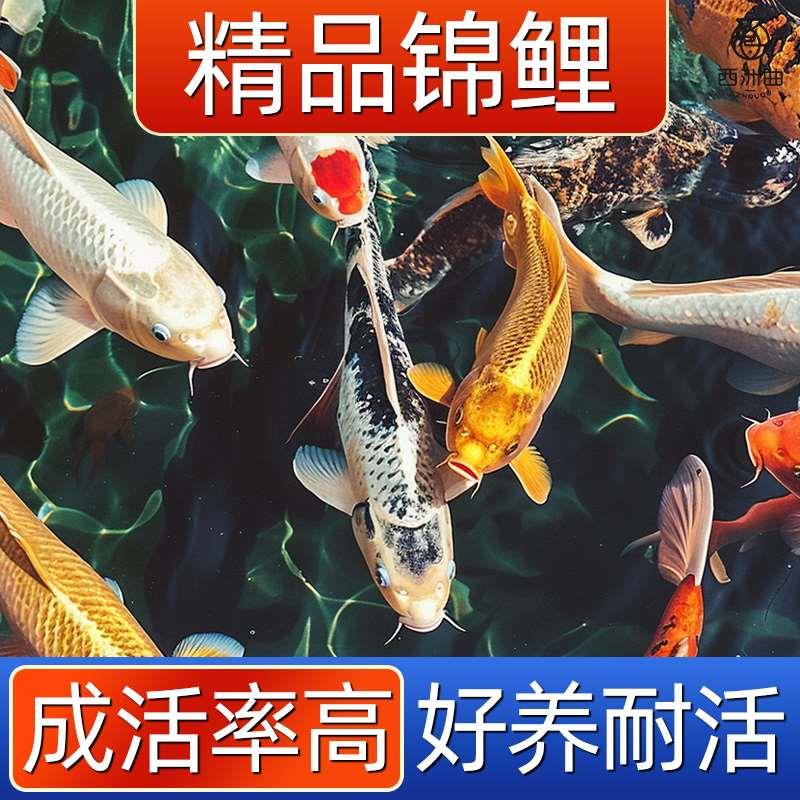 顺丰锦鲤活鱼淡水冷水观赏鱼好养耐活纯种锦鲤鱼小型金鱼黄金红白