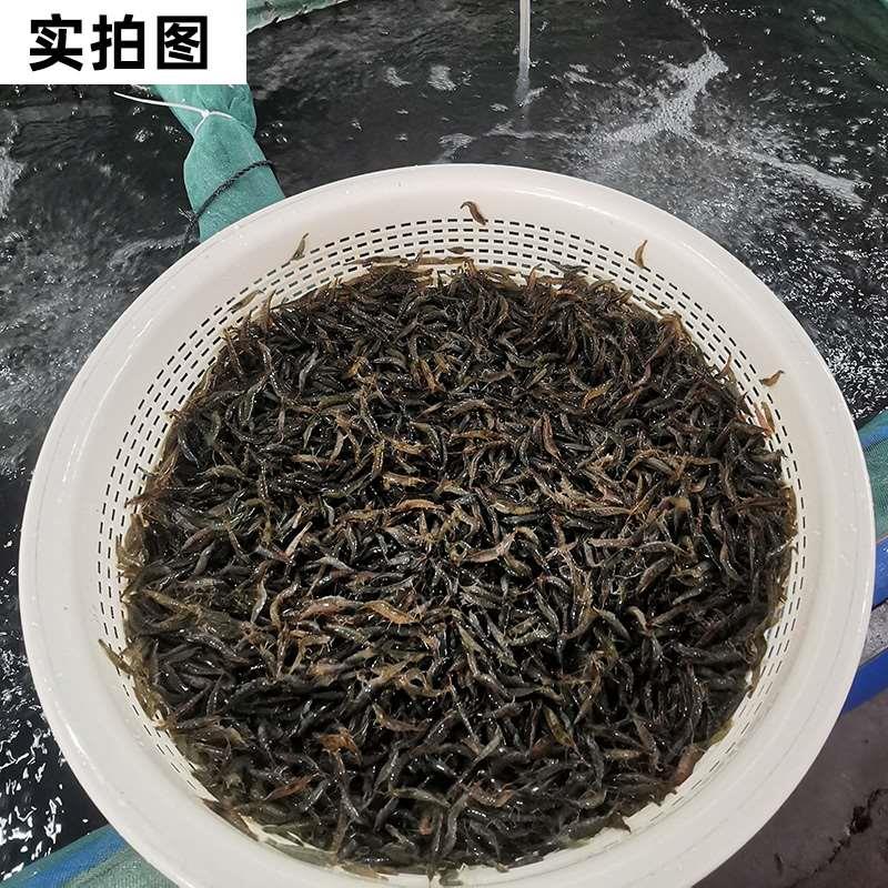 黑壳虾观赏虾工具虾除藻虾乌龟龙鱼活体饲料冷水淡水虾鱼缸草清洁