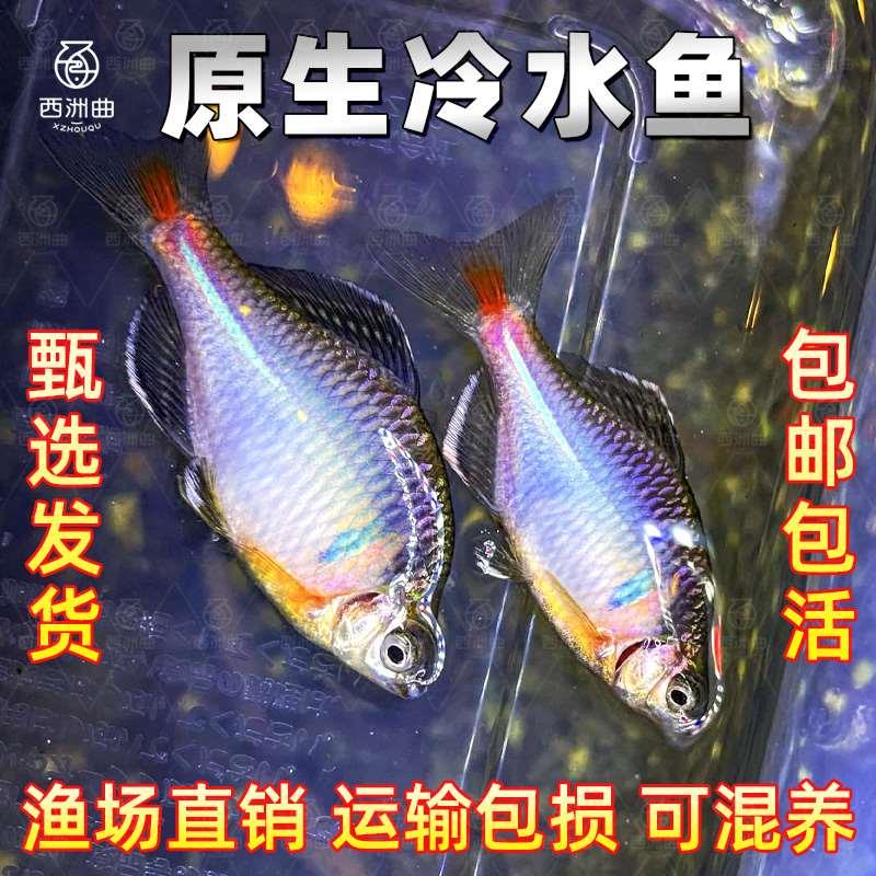 七彩鳑鲏鱼淡水好养易活观赏鱼除藻冷水鱼活体小型热带原生群游鱼