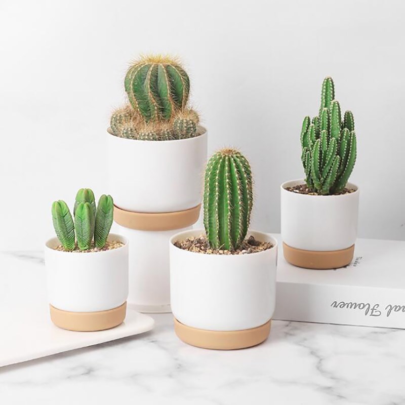 Succulent Plant Pot Double-layer Succulent Green Dill Small