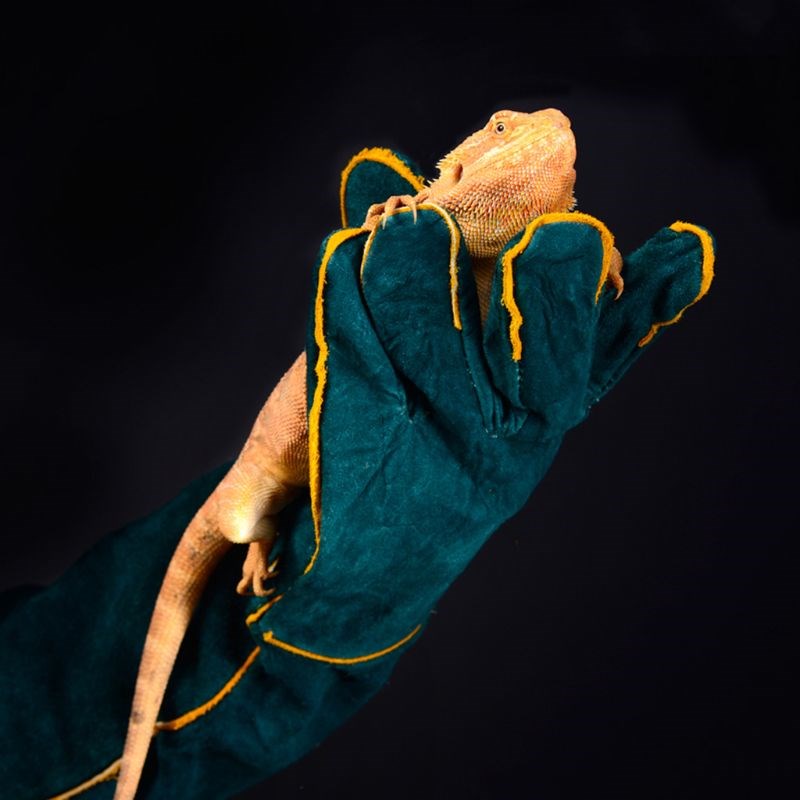 1Pair Reptile Anti-bite Scratch Gloves Safe Breathable Groom
