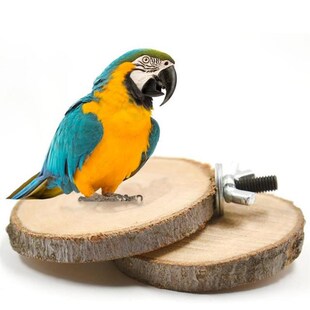Pet Standing Board Wood Parrot Cockatiel Parakeet Perches Bi