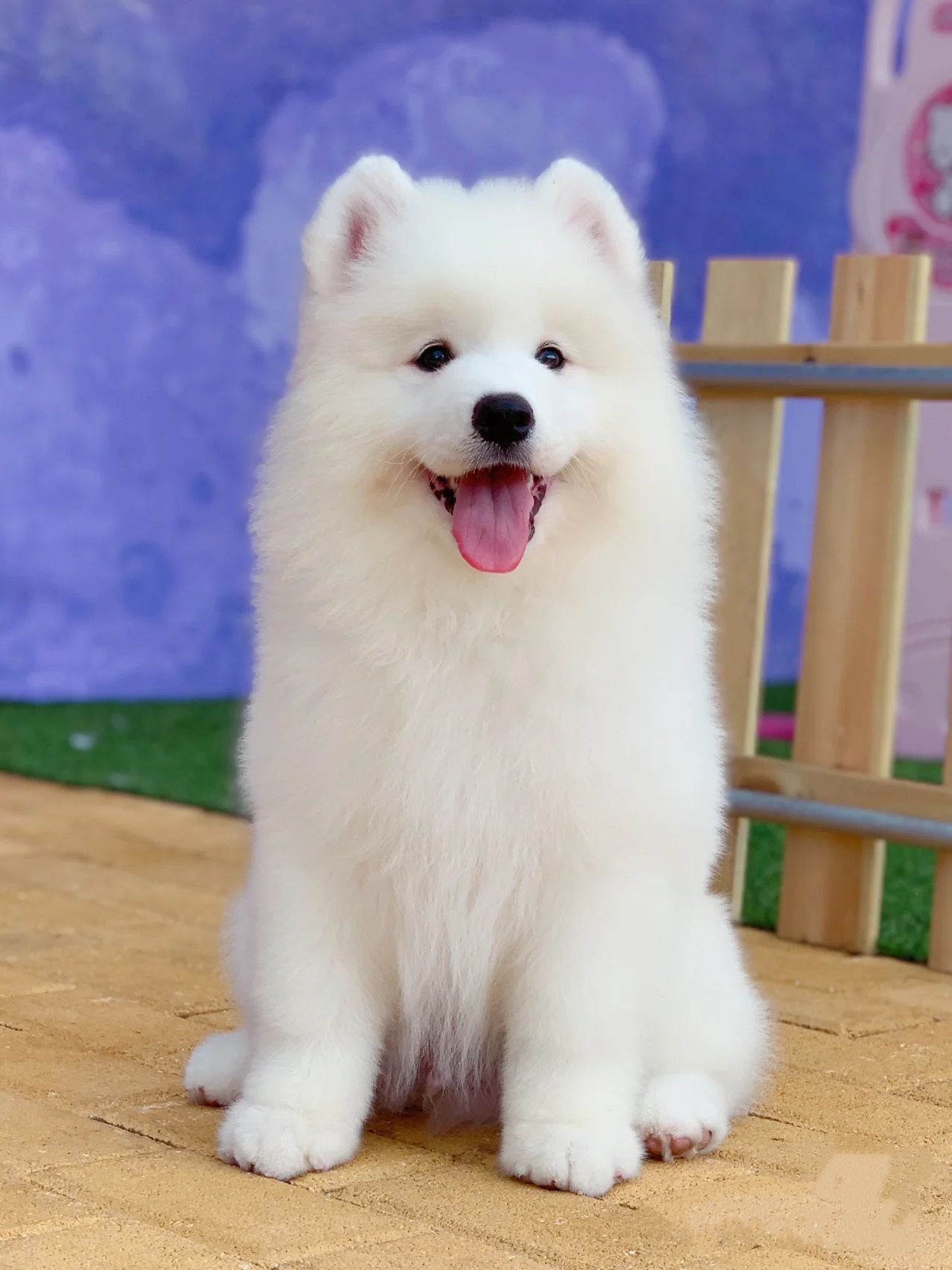纯种萨摩耶幼犬熊版幼犬微笑天使犬幼犬活体宠物狗狗
