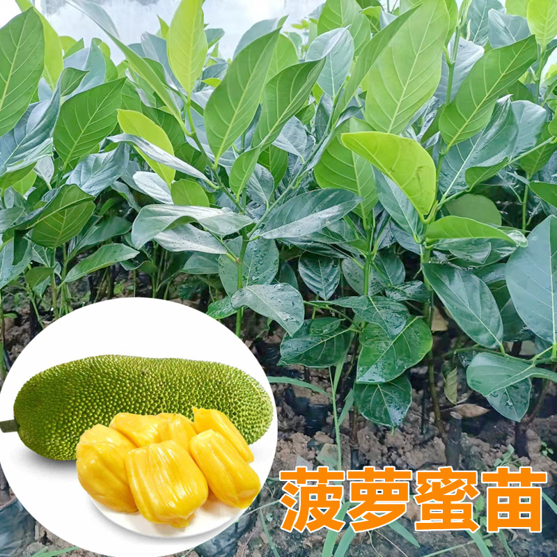 菠萝蜜树苗泰国12号干包红肉马来西亚1号黄肉嫁接苗干包甜脆品种