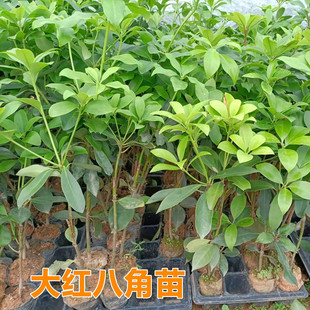 广西八角树苗正品古龙大红八角嫁接苗矮化高产茴香大料带土带叶