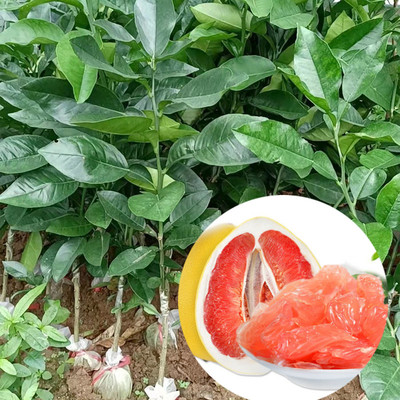 正宗容县沙田柚果树苗红心白心蜜柚桂柚泰国红宝石越南青柚嫁接苗