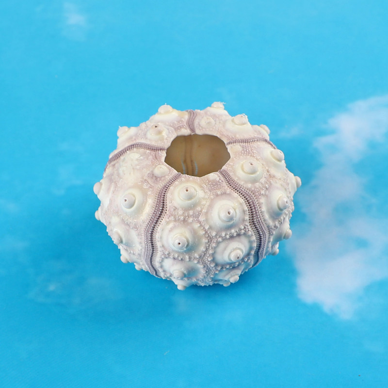 冠棘真头帕柳丁海胆壳天然万家灯火 空气凤梨创意diy多肉花盆装饰