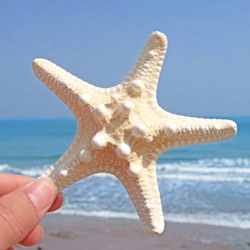 朱古力海星正海星天然原瘤馒头海星霸王海星标本家居摆件地台装饰
