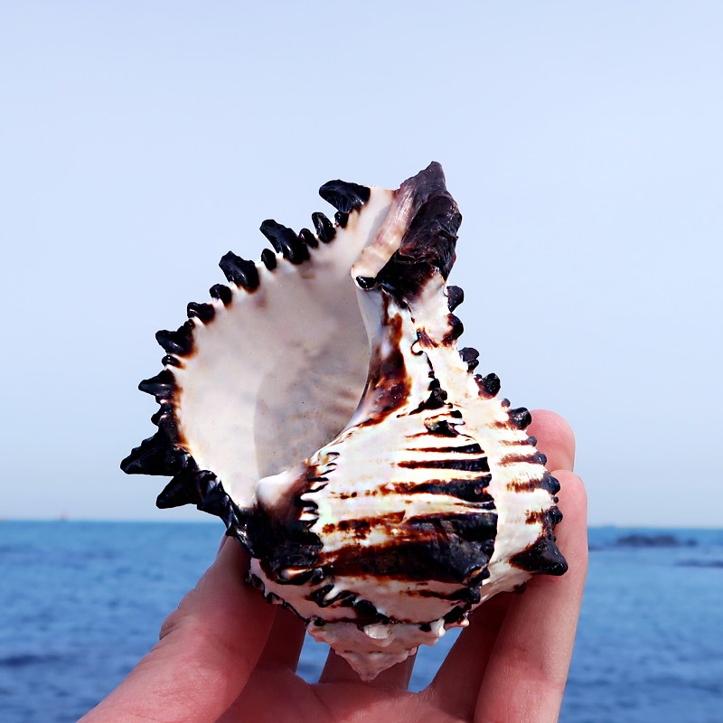黑骨螺天然海螺稀有标本收藏黑带六出骨螺鱼缸造景家居装饰工艺品
