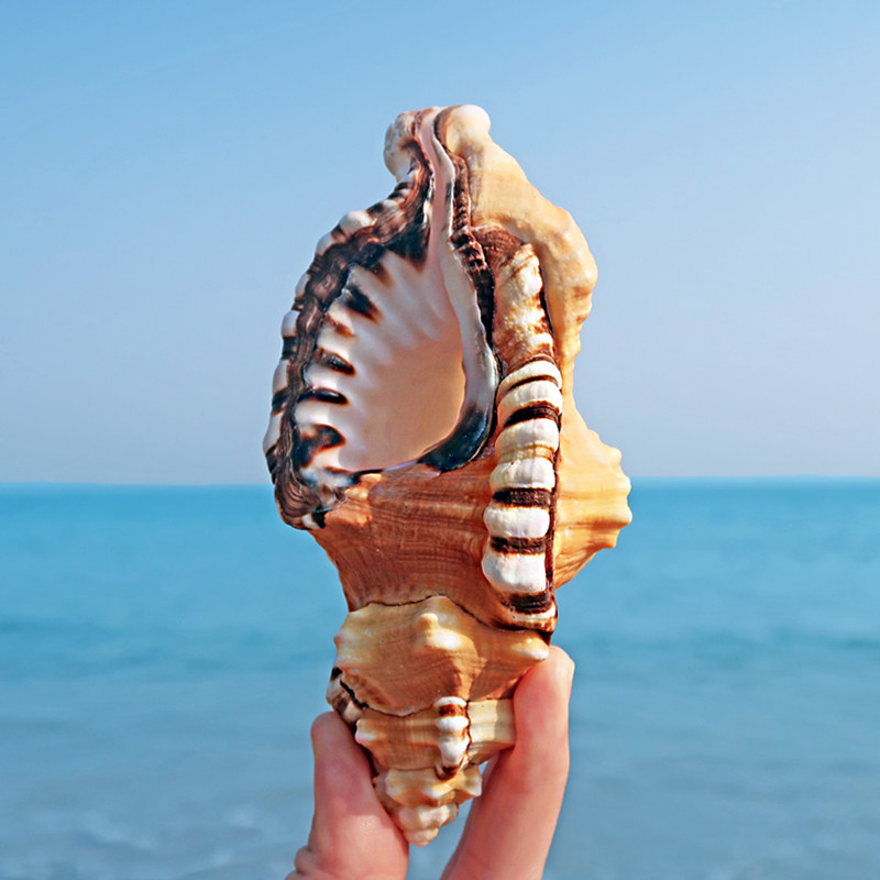 象鼻法螺天然海螺贝壳虎头螺鱼缸造景标本收藏水族馆装饰礼物装饰