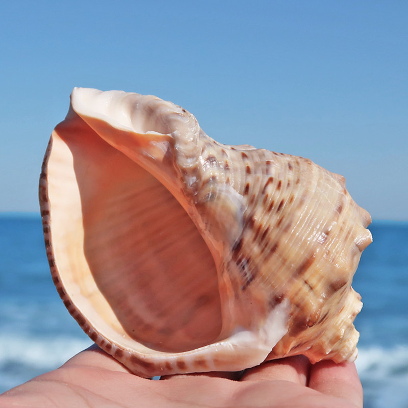 脉红螺天然石头螺寄居蟹卷贝鱼换壳鱼缸水族馆造景装饰海螺火炬螺