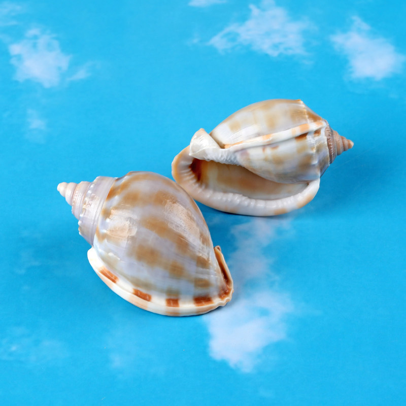 金带鬘螺天然海螺西瓜螺鱼缸水族箱造景寄居蟹替换壳家居标本装饰