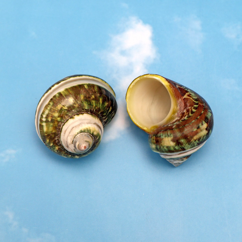 天然海螺古文轨道条纹猫眼螺寄居蟹替换壳鱼缸水族箱造景家居装饰