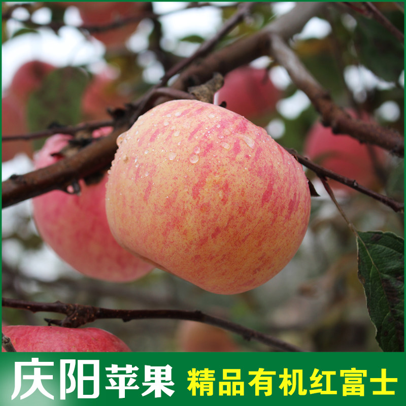 庆阳苹果红富士精品水果礼盒装12颗有机当季现摘脆甜皮薄极速发货