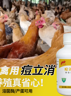 痘立消鸡豆鸽痘豆斗鸡专用鸡豆灵鸡鸭鹅鸽豆康鸡豆清溶菌酶鸡豆净