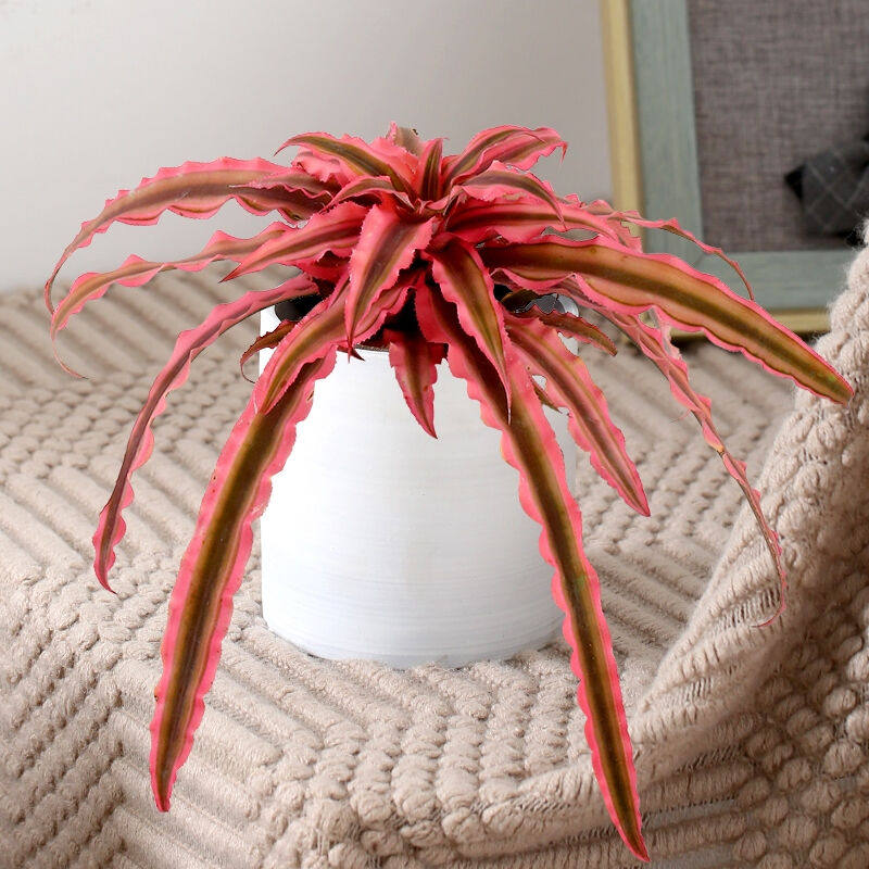 心森岚姬凤梨多肉小盆栽办公室桌面ins水培绿植室内植物姬凤梨 漆