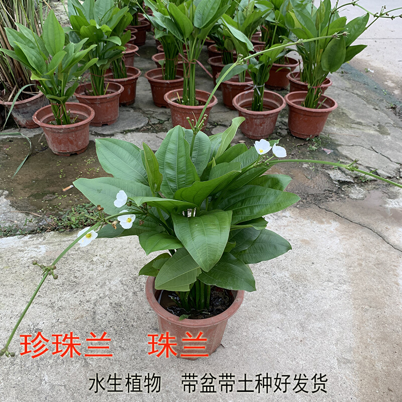 珍珠兰盆栽室外水生花卉 珠兰观赏水生水养池塘绿植盆栽 室内绿植