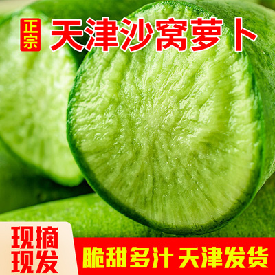 天津沙窝萝卜2025新季生吃脆甜水果型即食新鲜绿青萝卜现拔现发