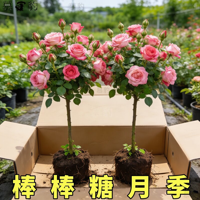 棒棒糖月季花苗带花苞大花浓香阳台庭院盆栽地栽树桩玫瑰花苗花卉