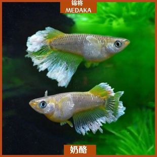 观背青鳉鱼奶酪观背青锵冷水淡水好养耐活群游鱼无需打氧古法缸