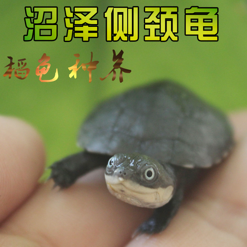 沼泽龟苗活体西非龟活体沼泽苗沼泽侧颈龟玩具圆澳深水吃鱼粪龟