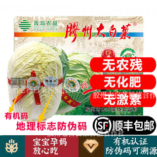 【顺丰京东】山东胶州有机大白菜 有机无农残健康蔬菜