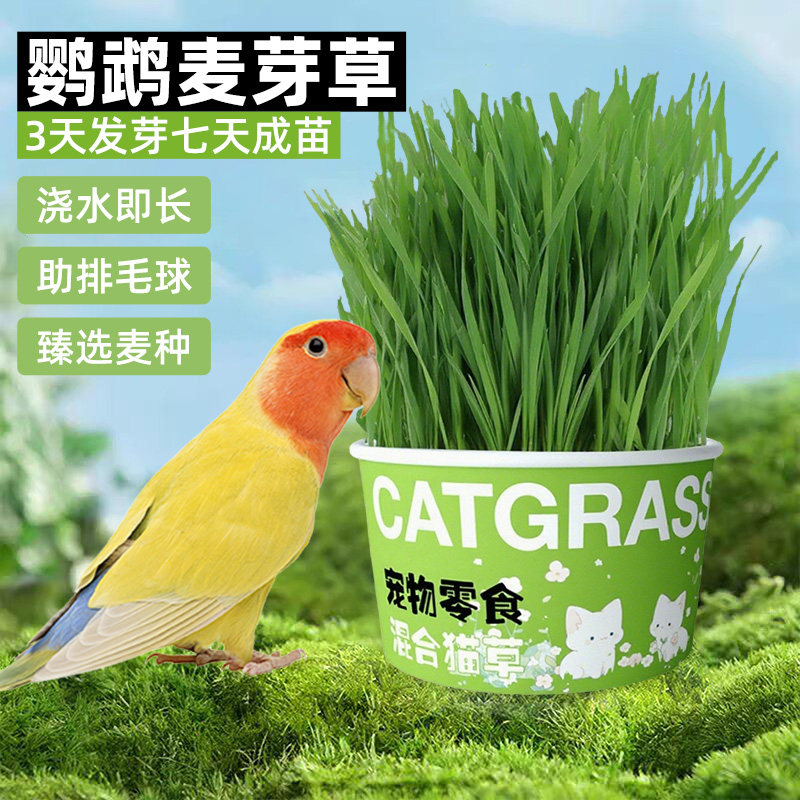 【买2送1】鹦鹉麦芽草解闷防啄毛
