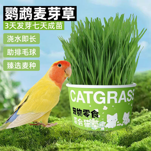 【买2送1】鹦鹉麦芽草解闷防啄毛