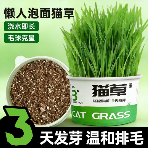 泡面猫草水培懒人助消化毛球