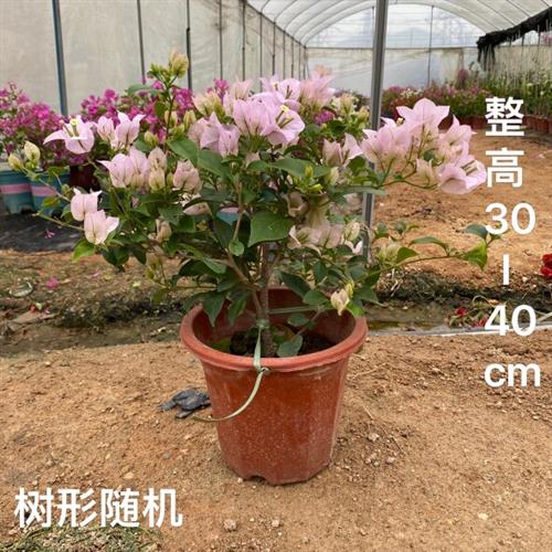 三角梅盆栽带花绿樱爬藤老桩重瓣四季开花大苗红缨卡亚塔阳台植物