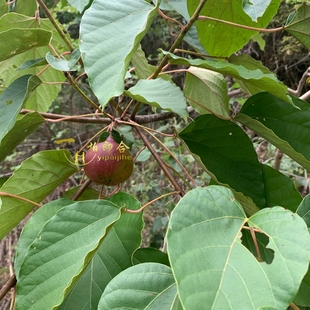 秦巴山区桐子干非食用农产品大山自然生长油桐果桐树果子带壳500g