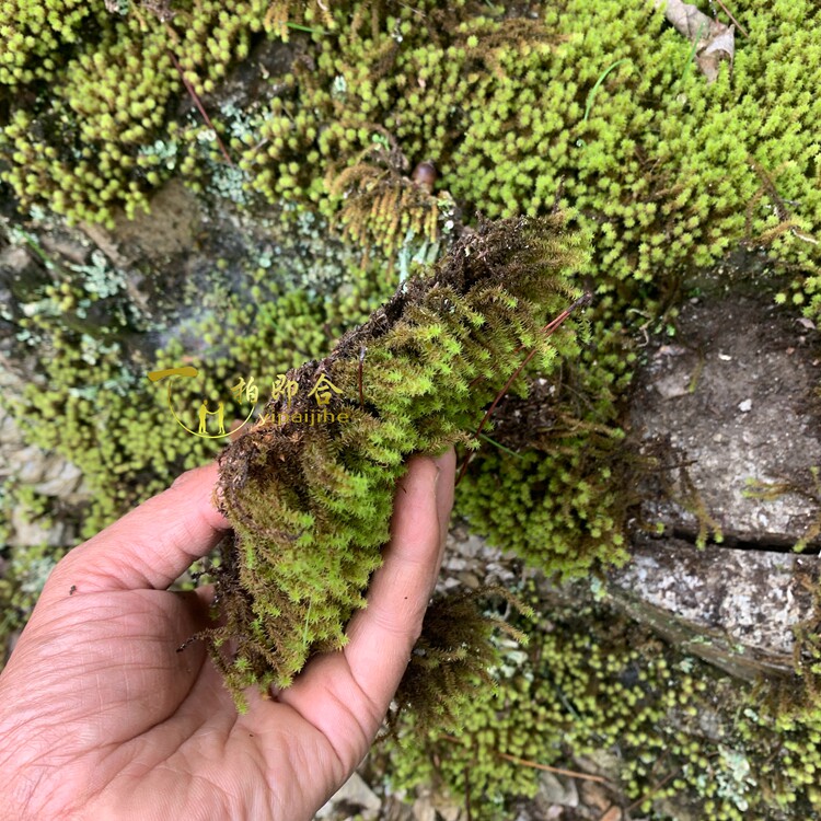 一拍即合农村好货花盆表面泥土覆盖装饰绿植天然苔藓蕨类植物