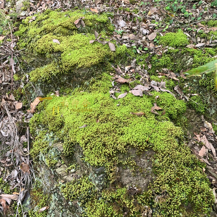 遇水则活野蛮生长苔藓花盆装饰土壤表面覆盖造景用大山里野蛮生长
