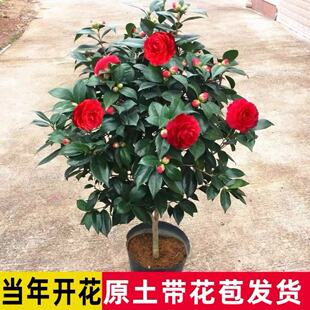 喜庆红色茶花盆栽大红赤丹红玉老茶树苗花苞四季常绿庭院花卉绿植