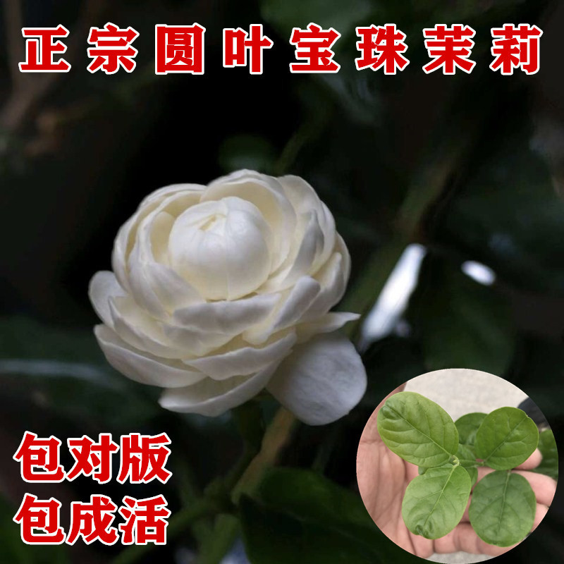 重瓣圆叶宝珠茉莉花阳台庭院盆栽芳香浓郁虎头茉莉小荷花易养
