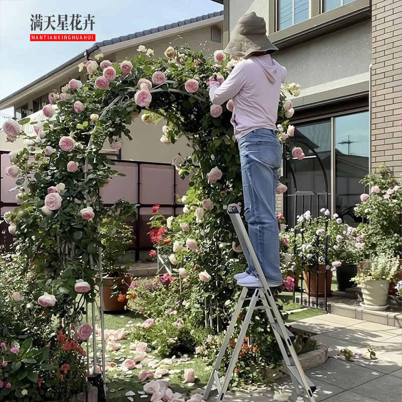 粉色大龙沙宝四石藤本月gkt季浓香花墙欧月季开花盆栽庭院爬蔷薇