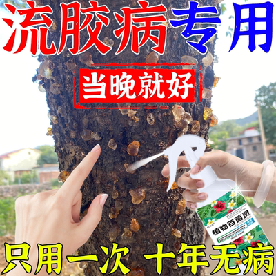 桃树流胶病专用药果树杏树李樱桃树流胶一喷净无毒无害强力渗透