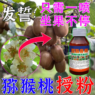 奇异果专用授粉药神器座果灵红心奇异果雄花粉保花保果增产防落剂