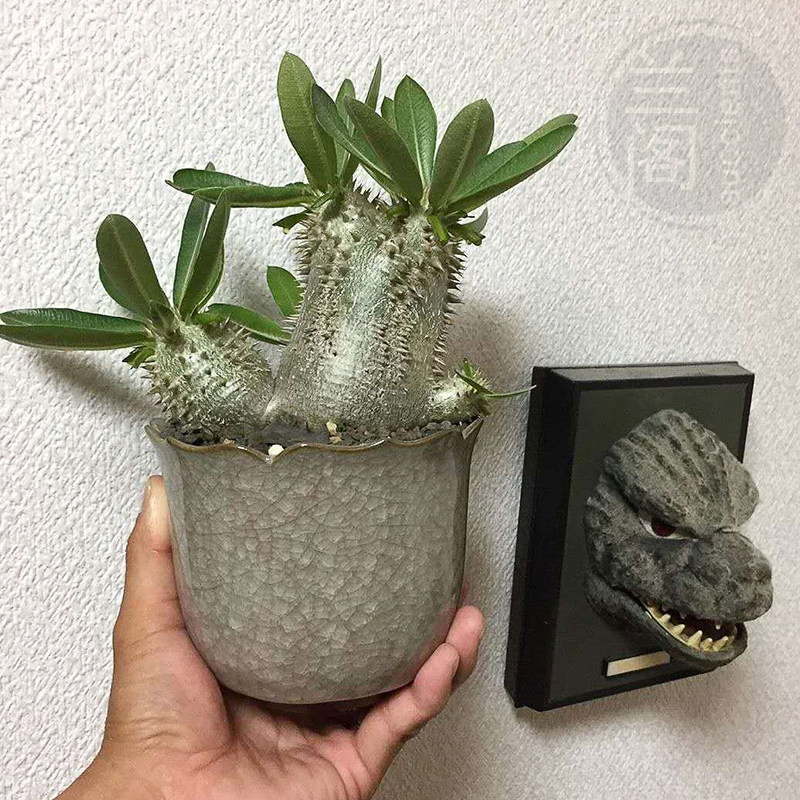 实生惠比大桃 有竹黑科棒槌树属 稀夹块根 惠比须大黑Z 多肉植i.