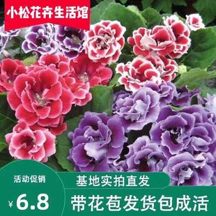 包邮 重瓣四观其他 芙蓉花 q富贵花美货室内阳台开花绿植带花发季