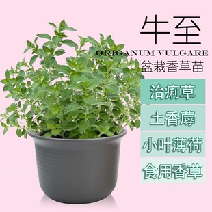 Fresh leaves of oregano seedlings can be used as potted