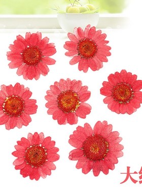 120pcs Pressed Press Dried Daisy Dry Flower Plants For Epoxy