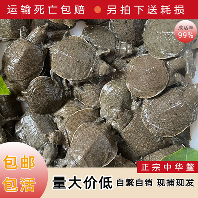 中华鳖外塘鱼苗活物幼体养殖批发